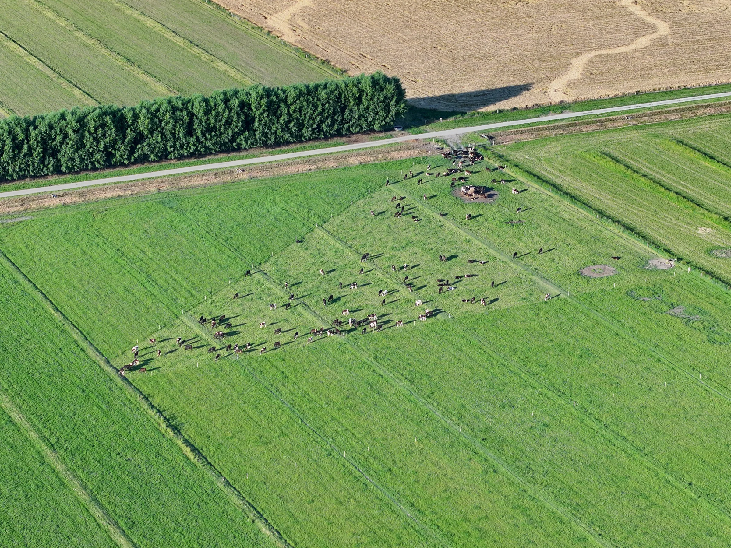Aerial view of cattle grazing in a green paddock beside shelter trees