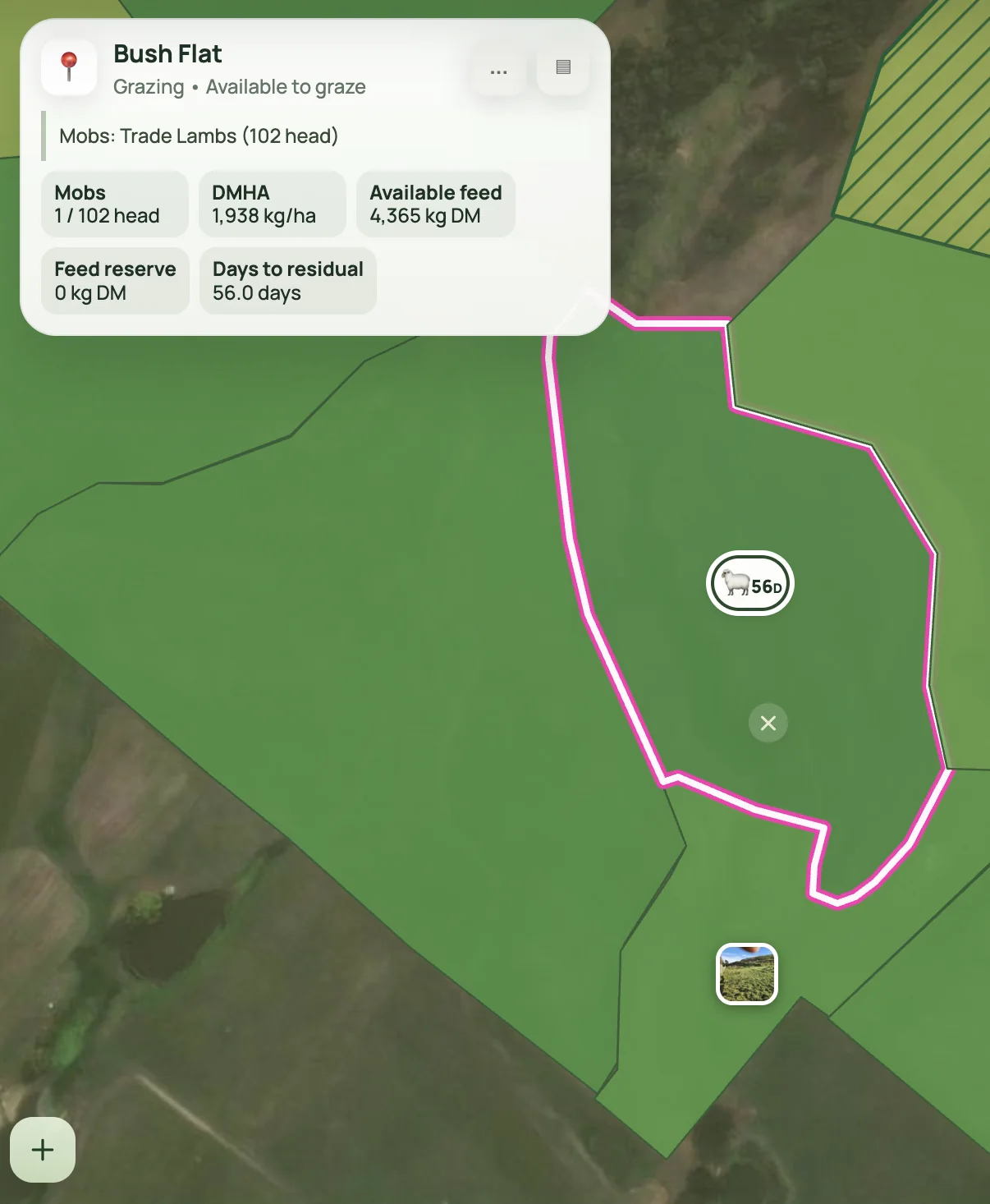Pasture and mob information for a selected paddock